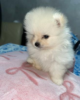 Spitz di pomerania
