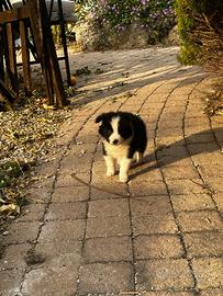 Cucciolo di Border Collie