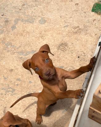 Cuccioli Pitbull