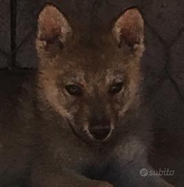 Cucciola cane lupo cecoslovacco