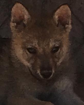 Cucciola cane lupo cecoslovacco