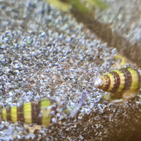 Anentome helena lumaca killer