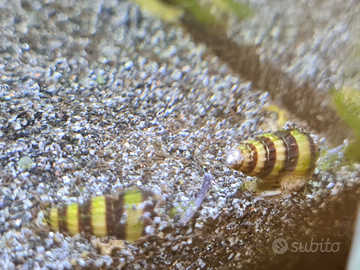 Anentome helena lumaca killer