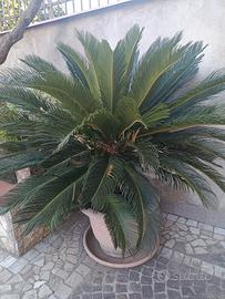 Piante cicas