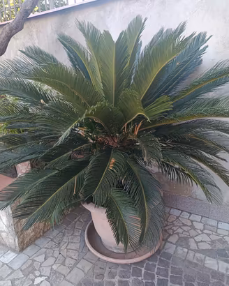 Piante cicas