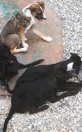 cucciolo meticcio