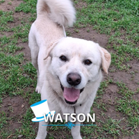 Watson: giocherellone, intelligente e simpatico