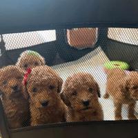 Cuccioli di barboncini toy maschi e femmine