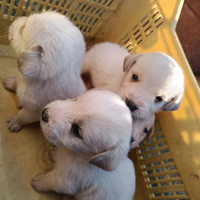 Cagnolini