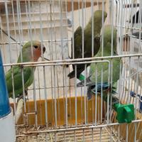 Inseparabili novelli