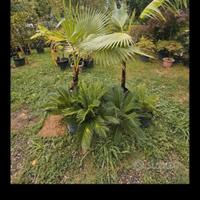 palme e cicas come foto 30€ cad