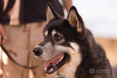 Dylan incrocio husky