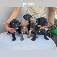 Sono 4 cuccioli di Amstaf 2 femmine e due maschi