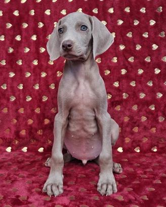 Weimaraner con pedigree enci Disponibile d subito
