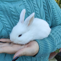 Cuccioli di conigli ariete nani