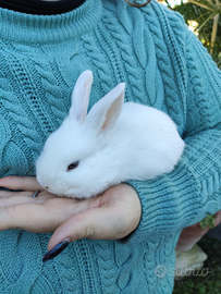 Cuccioli di conigli ariete nani