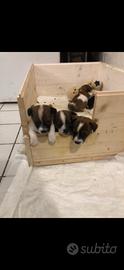 Cuccuoli di jack russel