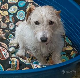 Jack Russel a pelo ruvido