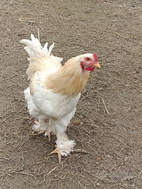 Brahma Gallo