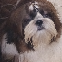 Cuccioli shih-tzu