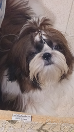 Cuccioli shih-tzu
