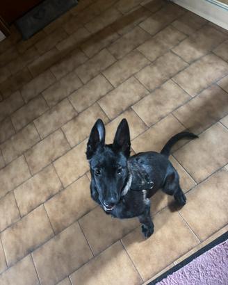 Pastore belga malinois