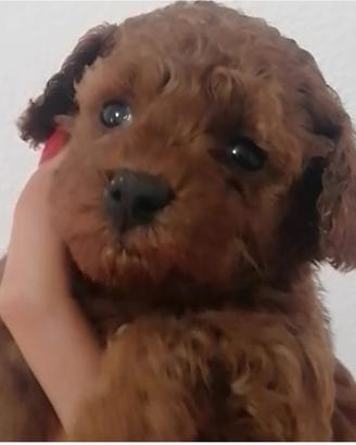 Barboncino Toy Fulvo