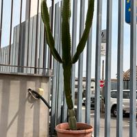 5 bellissime piante grasse/succulente in vaso
