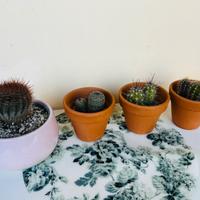 Quattro piccoli cactus