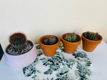 Quattro piccoli cactus