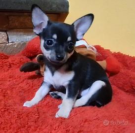 Ultima cucciola di chihuahua 