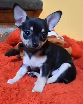 Ultima cucciola di chihuahua 