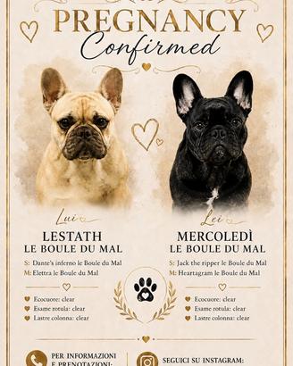 Cuccioli Bouledogue Francese