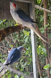 Parrocchetto del collare Coppia