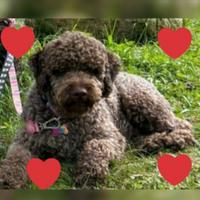 Cuccioli Lagotto Romagnolo pedigree Roy