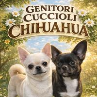 Chihuahua cuccioli un maschio una femmina