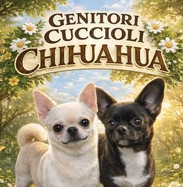 Chihuahua cuccioli un maschio una femmina