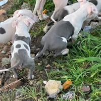 Cuccoli amstaff
