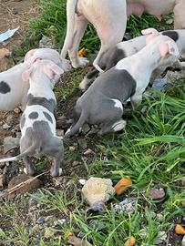 Cuccoli amstaff