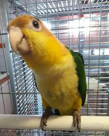 Pappagallo caicco testa gialla