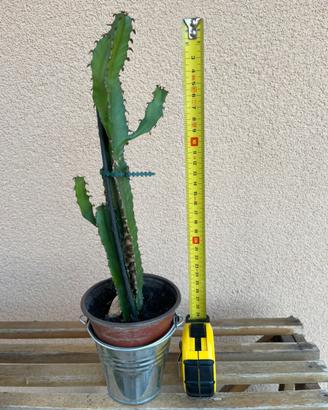 Pianta grassa