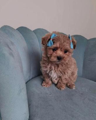 Maltipoo