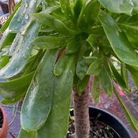 Pianta di Aonium Arboreum