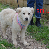 Bella cucciola da adottare