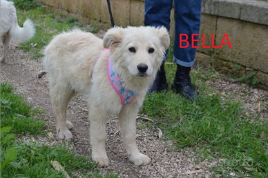 Bella cucciola da adottare