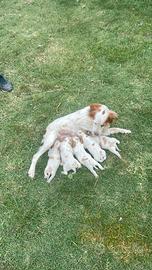 Vendita cuccioli di Breton
