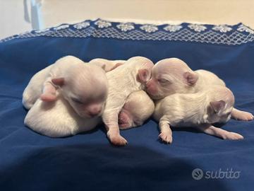 Cuccioli disponibili