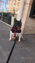 Bulldog Francese per MONTA