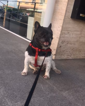 Bulldog Francese per MONTA
