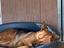Immagine 4